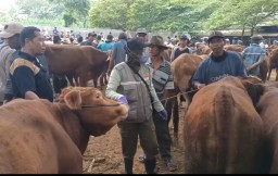 Jelang Idul Adha, Pemkab Tuban Tingkatkan Pengawasan Hewan Ternak