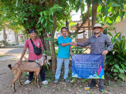 PLN Nusantara Power UP Tanjung Awar-Awar Salurkan Hewan Qurban di Idul Adha 1447 H
