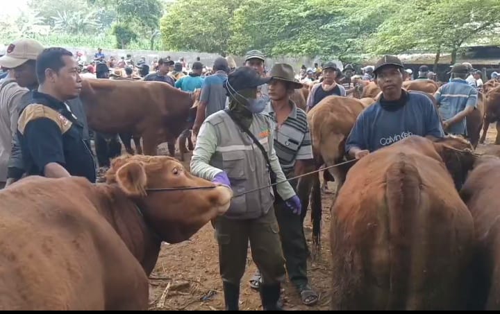 Suasana pasar sapi Tuban